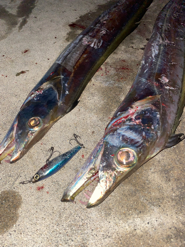 タチウオの釣果