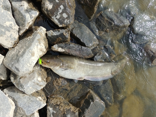 ナマズの釣果