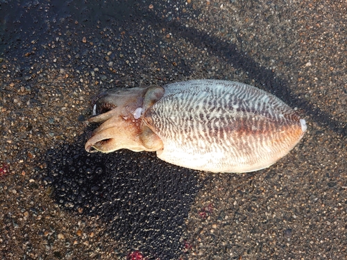 コウイカの釣果