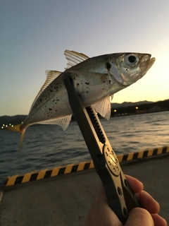 マアジの釣果