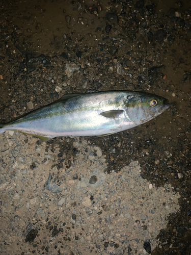 イナダの釣果