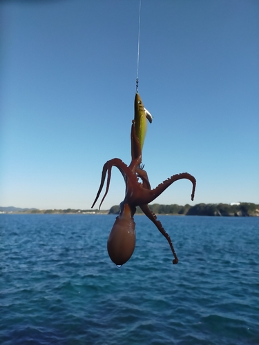 タコの釣果