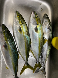ヤズの釣果