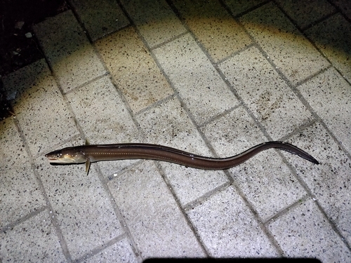 アナゴの釣果