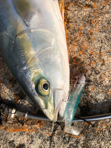 ハマチの釣果