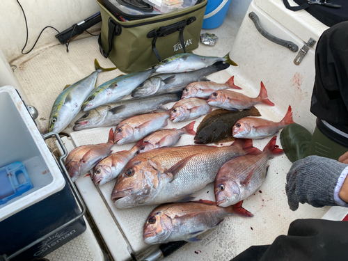 フッコ（マルスズキ）の釣果