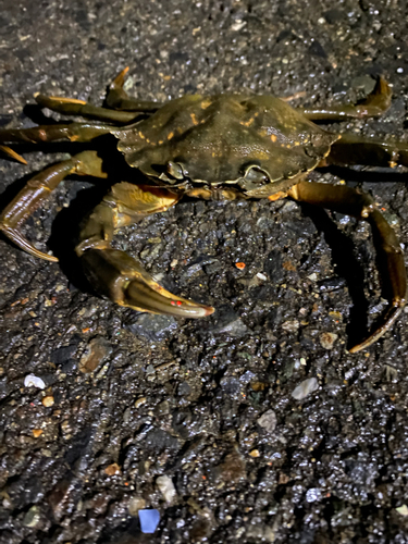 カニの釣果