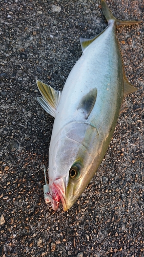 ヤズの釣果