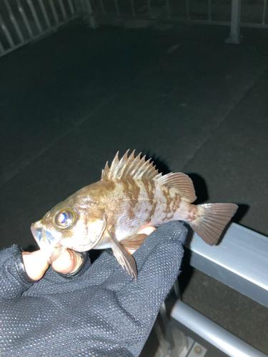 シロメバルの釣果