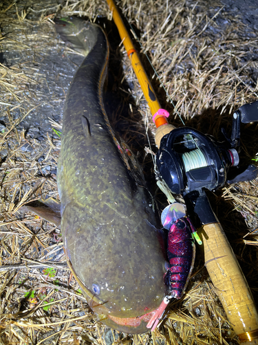 ナマズの釣果