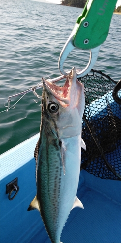 サゴシの釣果