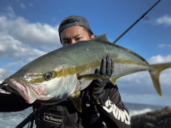 ヒラマサの釣果