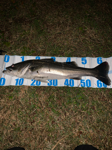 スズキの釣果