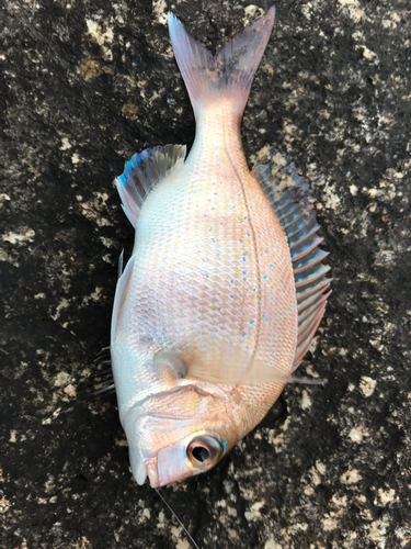 チャリコの釣果