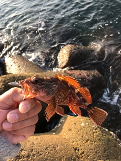 ガシラの釣果