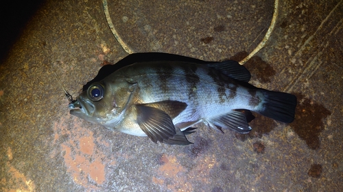 メバルの釣果