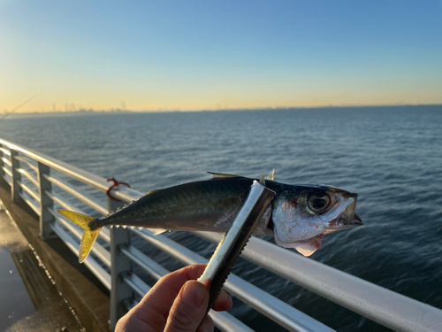 サバの釣果