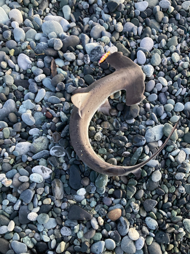 シュモクザメの釣果