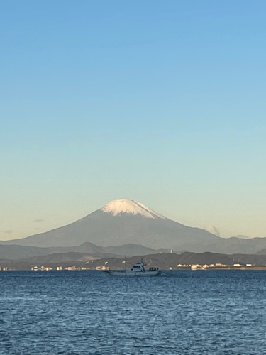 キスの釣果