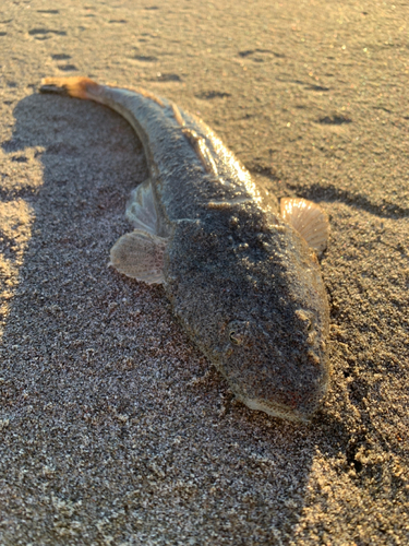 マゴチの釣果