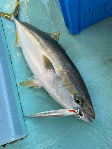 メジロの釣果