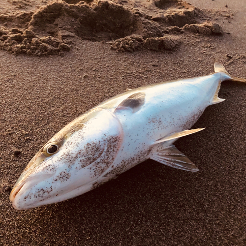 ワラサの釣果