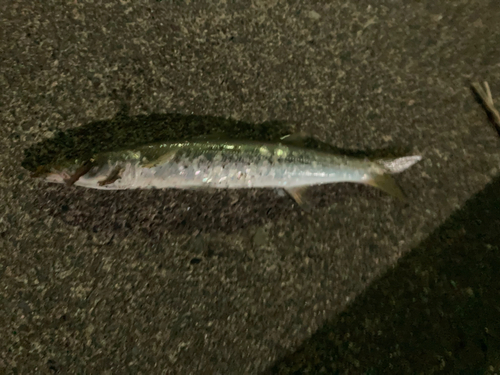 カマスの釣果