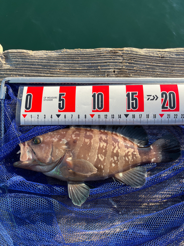 マハタの釣果