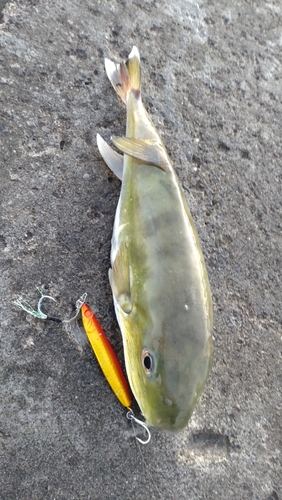 シロサバフグの釣果