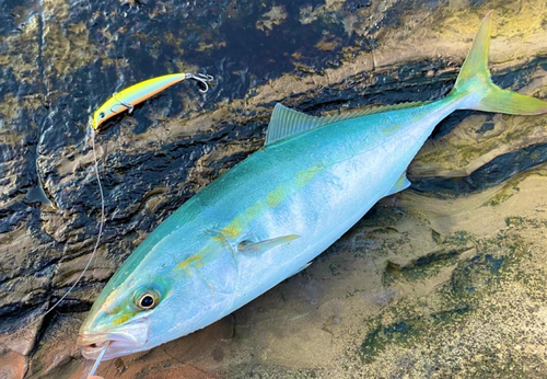 イナダの釣果