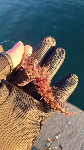 アナハゼの釣果