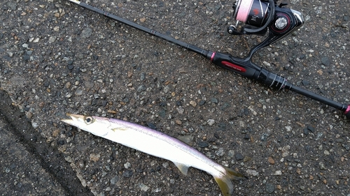 カマスの釣果