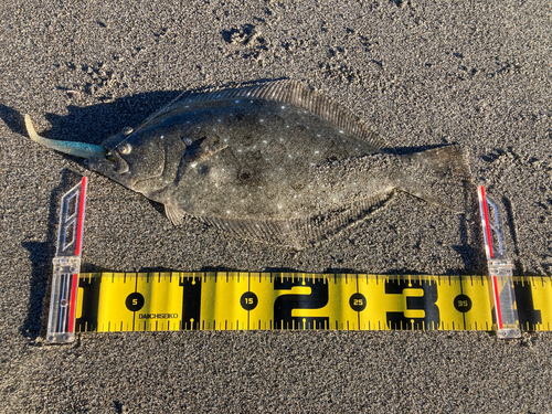 ヒラメの釣果