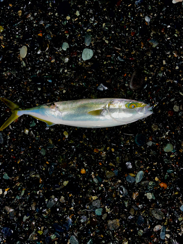 イナダの釣果