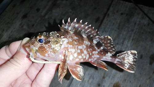 ガシラの釣果