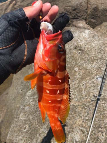 アカハタの釣果