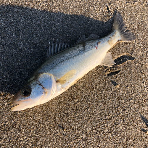 セイゴ（マルスズキ）の釣果