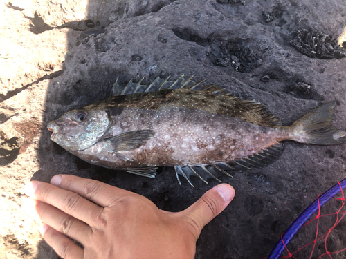 バリの釣果