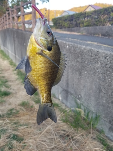 ブルーギルの釣果