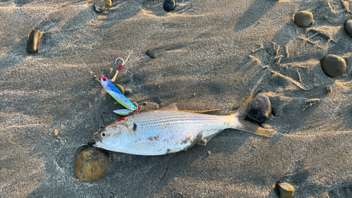 コノシロの釣果