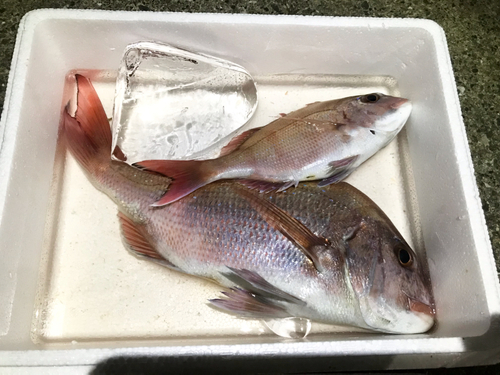 マダイの釣果