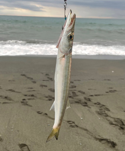 カマスの釣果