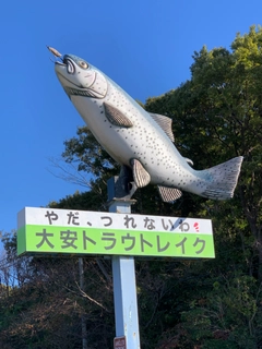 ニジマスの釣果