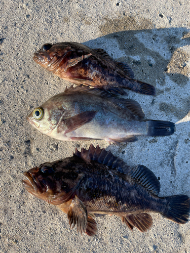 メバルの釣果