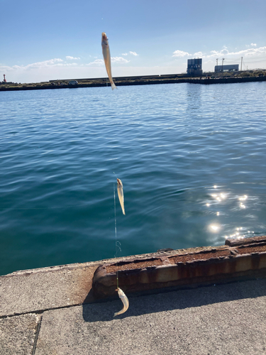 キスの釣果