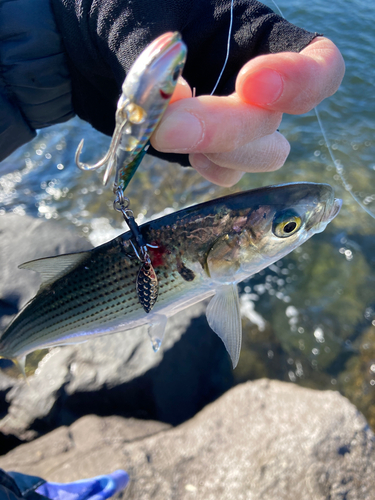 コノシロの釣果