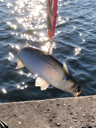 ボラの釣果