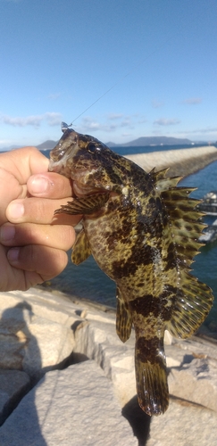 タケノコメバルの釣果