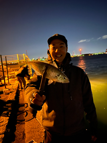 マアジの釣果