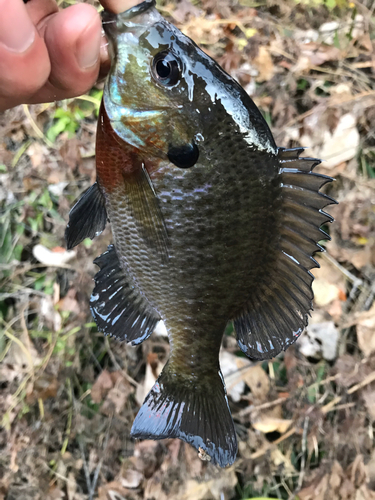 ブルーギルの釣果